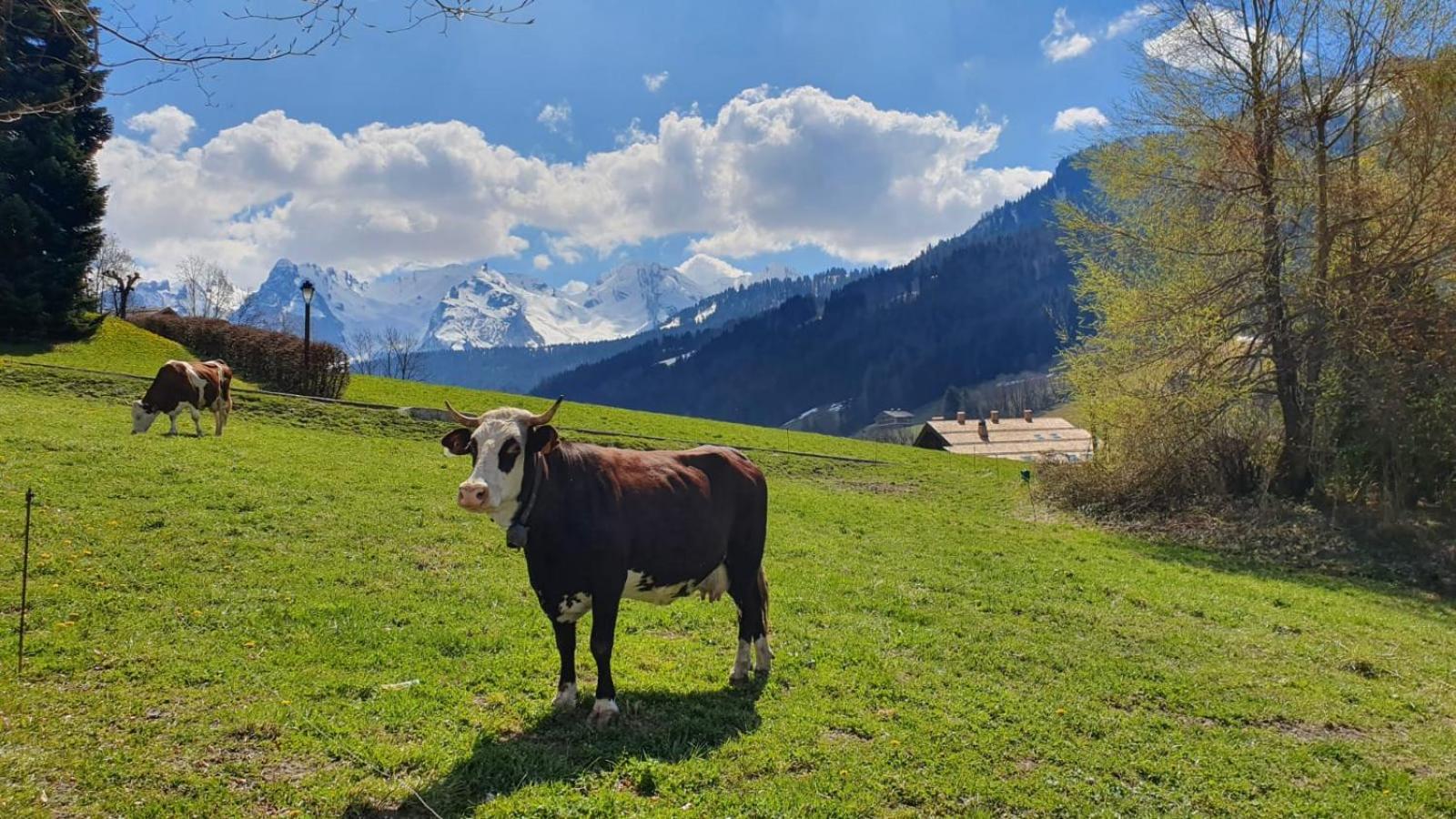 Hotel Le Rookie Mountain Le Grand-Bornand Zewnętrze zdjęcie